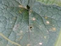 Downy Mildew project thumbnail