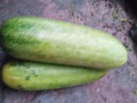 Fresh Cucumber Detection project thumbnail
