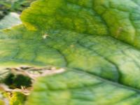Anthracnose Detection 2 project thumbnail