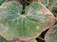Gummy Stem Blight project thumbnail