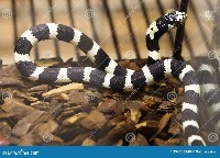 snake clasification project thumbnail