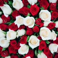 color_roses project thumbnail
