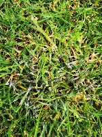 grass field project thumbnail