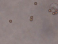 hjkg 3 project thumbnail