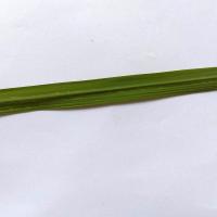 Paddy Segmentation project thumbnail