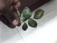 Leaf Detection project thumbnail