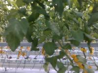 Only_tomato project thumbnail