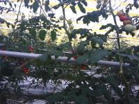 XA tomato project thumbnail