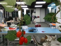 tomato-seg-lab-nanda project thumbnail