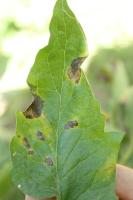 GSmart_Disease_Tomatoes project thumbnail