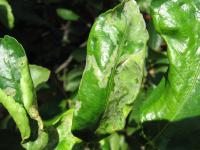GSmart Pest Disease Detection project thumbnail