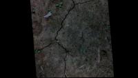 weed-crop project thumbnail