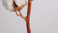 cottontracker project thumbnail