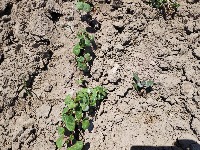 cotton_weed_recognition project thumbnail