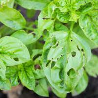 Basil Disease Detection project thumbnail