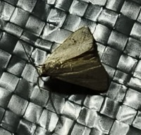 Stem Borer project thumbnail