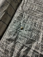 Stem Borer project thumbnail