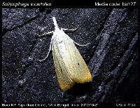 SeranggaPadi project thumbnail