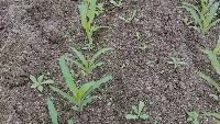 WeedDetection project thumbnail