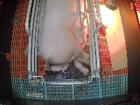 Pig_hip_detect project thumbnail
