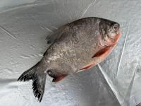 Fish Detection Dataset project thumbnail