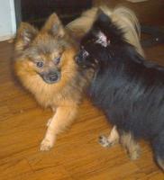 catanddog project thumbnail