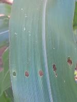 Maize Leaf Segmentation project thumbnail
