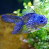 platy project thumbnail