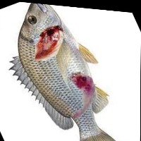 Diseased Fish Object Detection Model by Dracarys