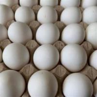 chickegg2 project thumbnail
