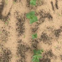 Weed detection project thumbnail