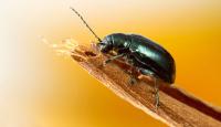 flea beetle project thumbnail