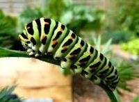 butterflg_20260206 project thumbnail