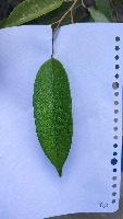 leaf-classification project thumbnail