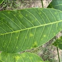 Rubber Leaf Detection project thumbnail