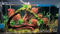My fish tank project thumbnail