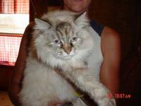 cat and dog identification project thumbnail