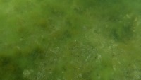 underwater images project thumbnail