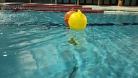 Autobee_object_detection project thumbnail