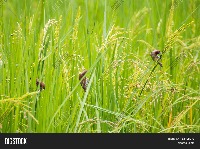 Birds feeding in rice field. project thumbnail