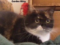 cat and dog project thumbnail