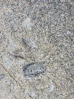 andong_univ_dino project thumbnail