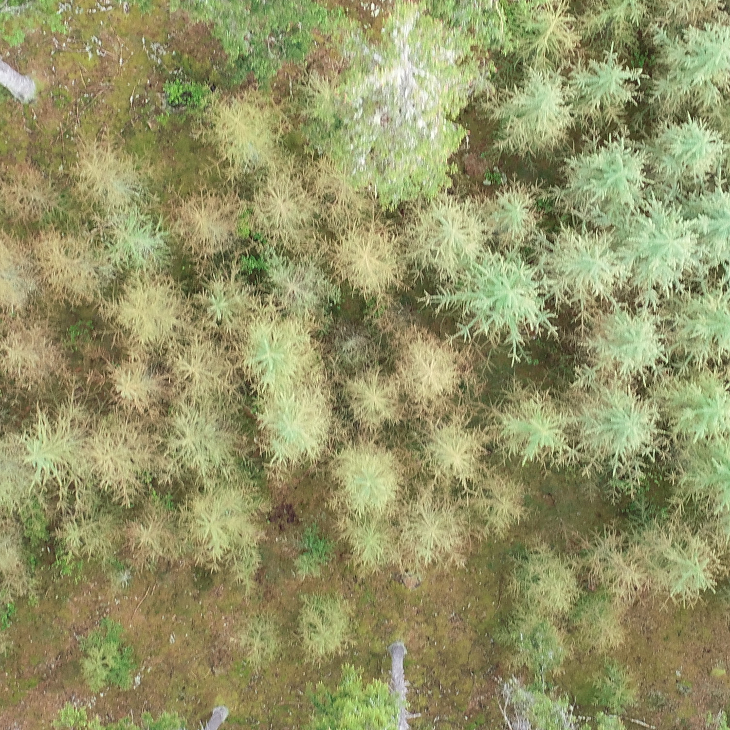 Tree Detection Object Detection Dataset by Esbaar
