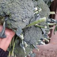 Vegetables Detect project thumbnail