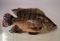 Fish project thumbnail