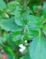 Ageratum conyzoides project thumbnail