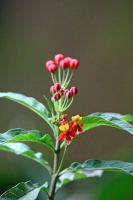 Asclepias curassavica project thumbnail