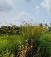 Pennisetum Polystachion project thumbnail