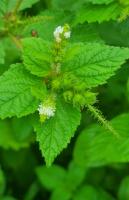 Croton hirtus project thumbnail