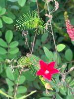 Ipomoea Quamoclit project thumbnail